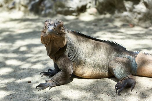 Iguana living in a zoo near Punta Cana in the Dominican Republic