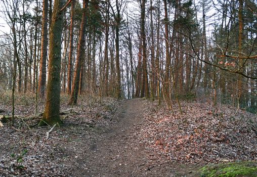 Beautiful view into a dense green forest with bright sunlight casting deep shadow.