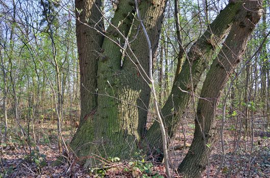 Beautiful view into a dense green forest with bright sunlight casting deep shadow.