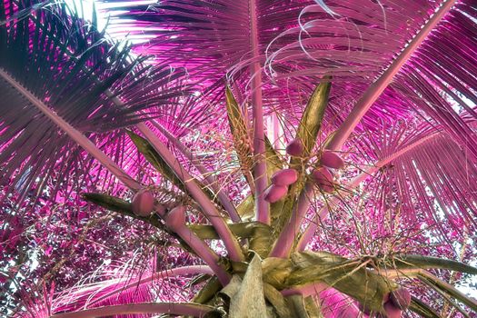 Magical fantasy infrared shots of palm trees on the Seychelles islands.