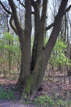 Beautiful view into a dense green forest with bright sunlight casting deep shadow.