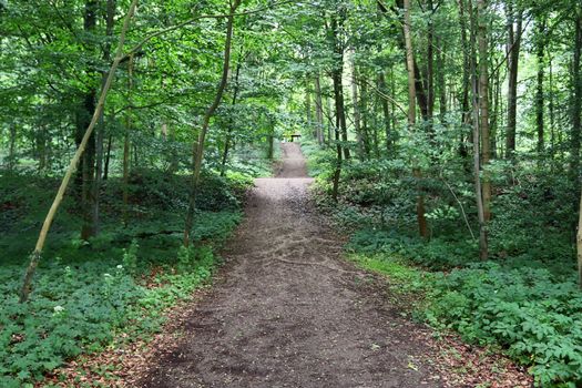 Beautiful view into a dense green forest with bright sunlight casting deep shadow.