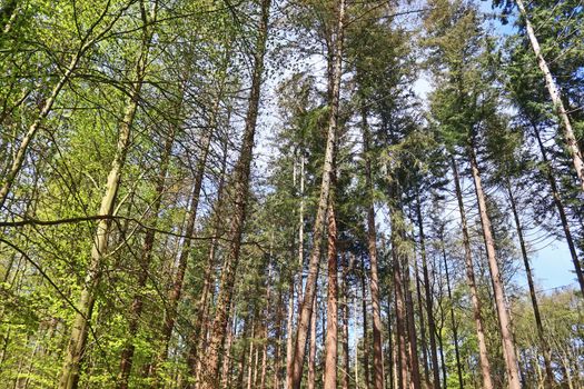 Beautiful view into a dense green forest with bright sunlight casting deep shadow.