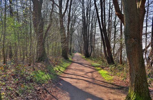 Beautiful view into a dense green forest with bright sunlight casting deep shadow.