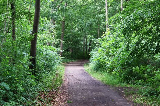 Beautiful view into a dense green forest with bright sunlight casting deep shadow.