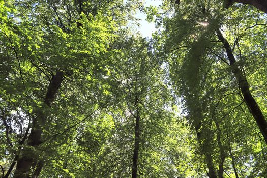 Beautiful view into a dense green forest with bright sunlight casting deep shadow.