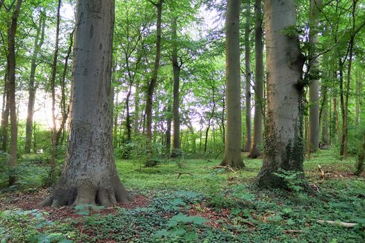 Beautiful view into a dense green forest with bright sunlight casting deep shadow.