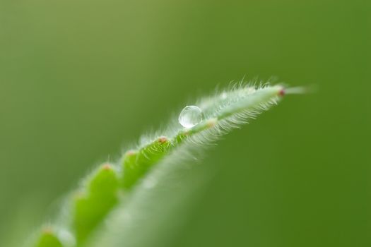 A drop of water on a leaf.  A small depth of focus