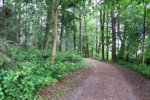 Beautiful view into a dense green forest with bright sunlight casting deep shadow.