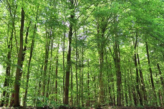 Beautiful view into a dense green forest with bright sunlight casting deep shadow.