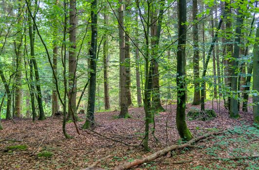 Beautiful view into a dense green forest with bright sunlight casting deep shadow.