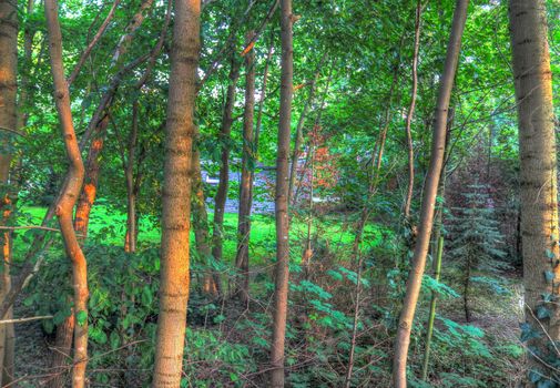 Beautiful view into a dense green forest with bright sunlight casting deep shadow.