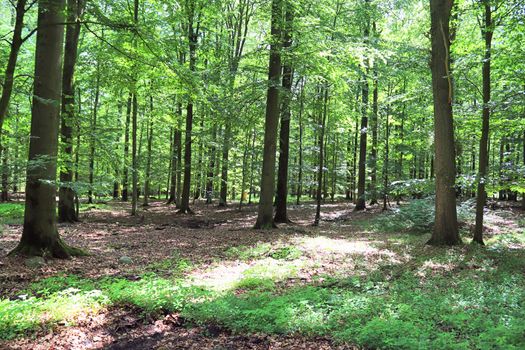 Beautiful view into a dense green forest with bright sunlight casting deep shadow.