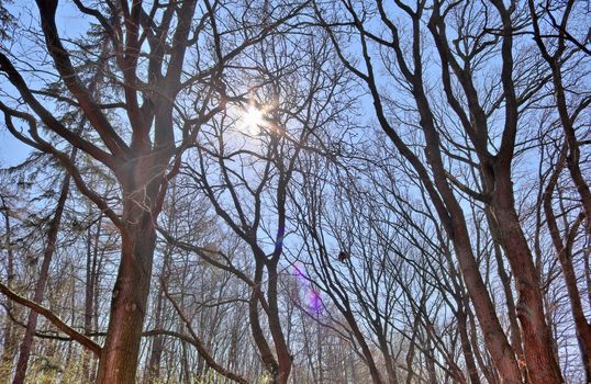 Beautiful view into a dense green forest with bright sunlight casting deep shadow.