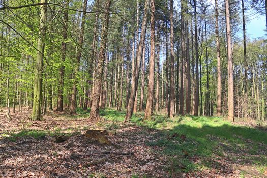 Beautiful view into a dense green forest with bright sunlight casting deep shadow.