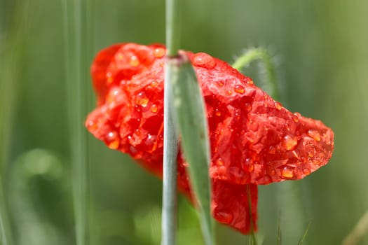 Freshly developed poppy flower with drops of morning dew