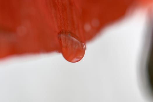 A drop of water on a poppy flower petal.  A small depth of focus