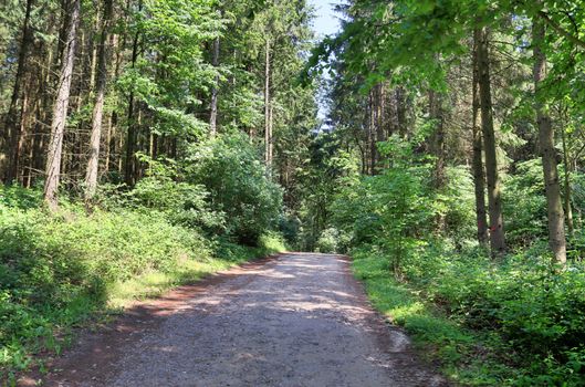 Beautiful view into a dense green forest with bright sunlight casting deep shadow.