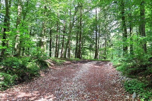 Beautiful view into a dense green forest with bright sunlight casting deep shadow.