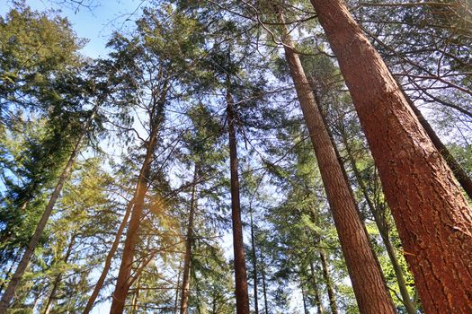 Beautiful view into a dense green forest with bright sunlight casting deep shadow.