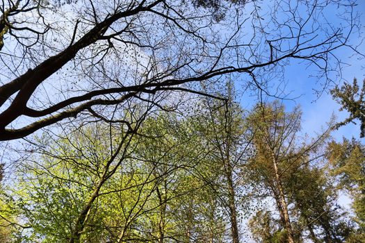 Beautiful view into a dense green forest with bright sunlight casting deep shadow.