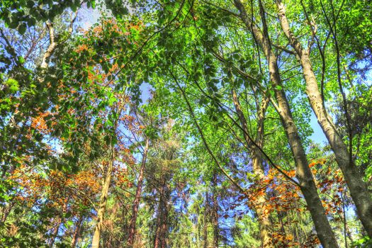 Beautiful view into a dense green forest with bright sunlight casting deep shadow.