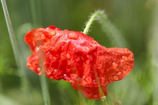 Freshly developed poppy flower with drops of morning dew