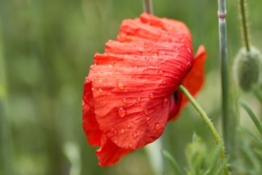 Freshly developed poppy flower with drops of morning dew