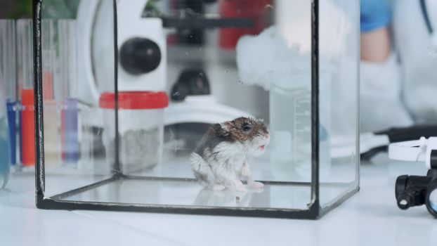Lab hamster in glass container on working table in chemistry laboratory. Close-up shot