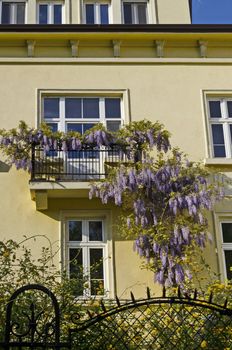Full flowered purple wisteria with blossom and leaves on a railing at balcony, Sofia, Bulgaria
