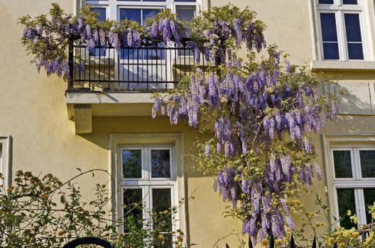 Full flowered purple wisteria with blossom and leaves on a railing at balcony, Sofia, Bulgaria