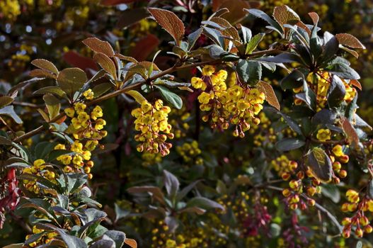 View of Berberis, highly branched, with broad leaves prickly bush and yellow brown aromatic blossom  in  the  garden, Sofia, Bulgaria