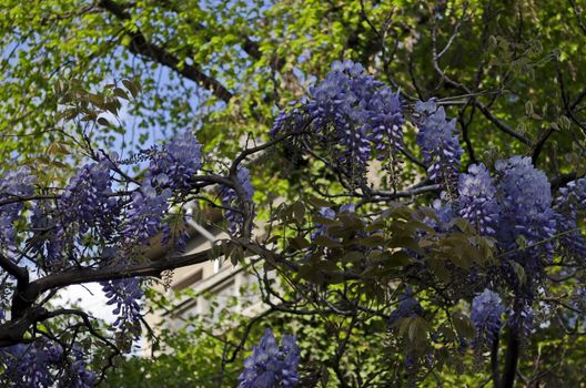 Branch  of wisteria  with bunch of purple blossoms and leaves  at springtime in garden, Sofia, Bulgaria