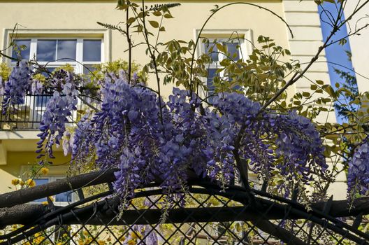 Full flowered purple wisteria with blossom and leaves on a railing at balcony, Sofia, Bulgaria