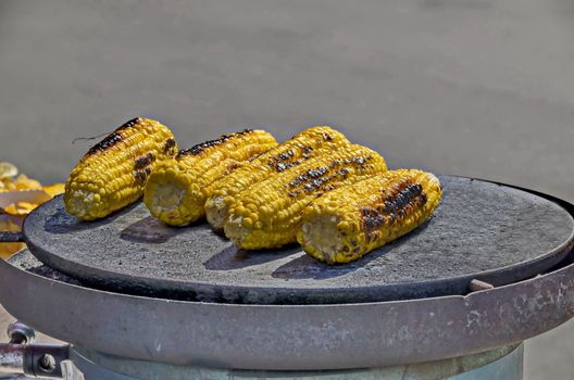 A few fresh corn cobs without green leaves on a baking tray, Sofia, Bulgaria