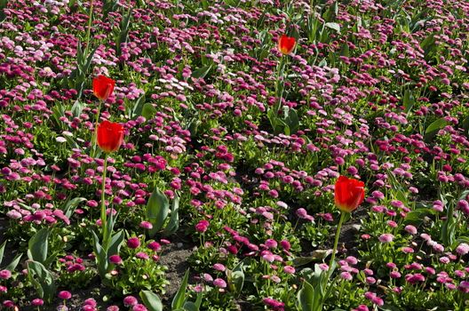 Springtime garden with pink daisies and red tulips in bloom, Sofia, Bulgaria