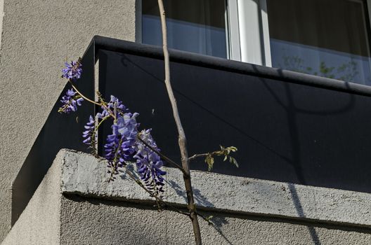 Full flowered purple wisteria with blossom and leaves on a railing at balcony, Sofia, Bulgaria