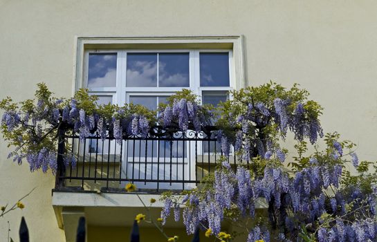 Full flowered purple wisteria with blossom and leaves on a railing at balcony, Sofia, Bulgaria