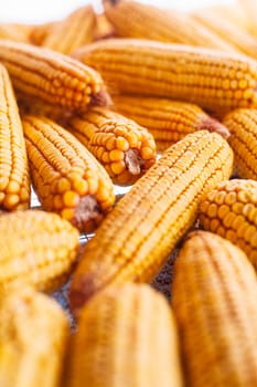 Many ears of yellow dry corn in the sunlight. Corn storage