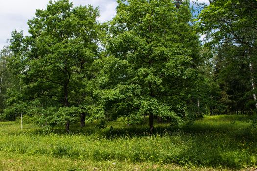 In a flowering meadow in the park, two old oaks with lush crowns grow on a sunny day in summer