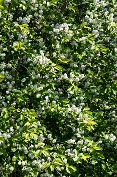 Blooming bird cherry tree in spring in sunny weather close-up
