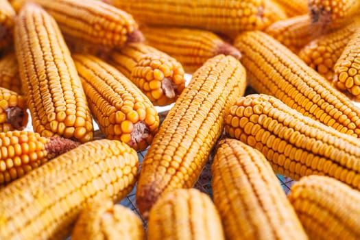 Many ears of yellow dry corn in the sunlight. Corn storage