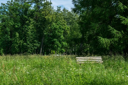 A lonely resting bench stands on a flowering meadow under an old spruce