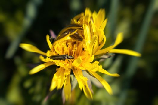 A green brilliant beetle sits on a yellow half-blossoming flower in the summer on a sunny day