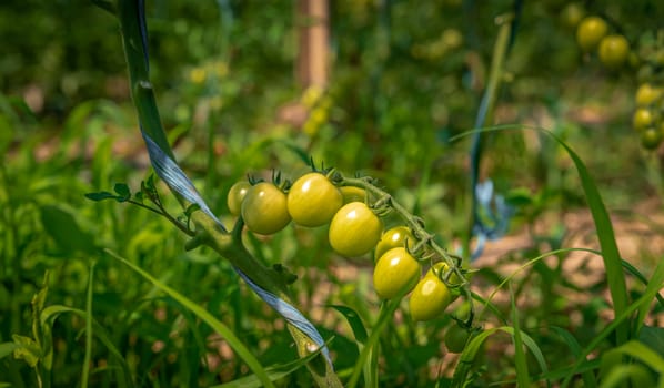 ripening green tomatoes in a greenhouse on an organic farm. healthy vegetables full of vitamins.