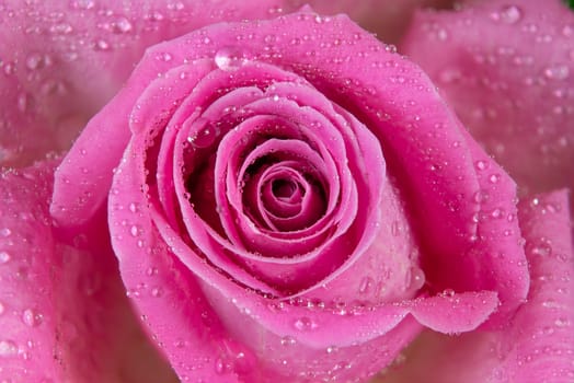 Close macro shot of a rose with water drops