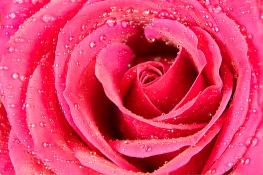 Close macro shot of a rose with water drops