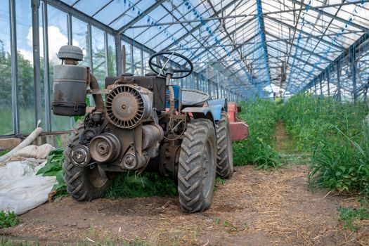 small old tractor for work in the field on an organic farm.