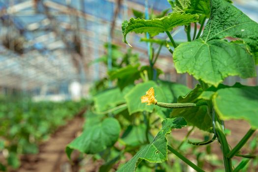 growing organic cucumbers without chemicals and pesticides in a greenhouse on the farm, healthy vegetables with vitamins.