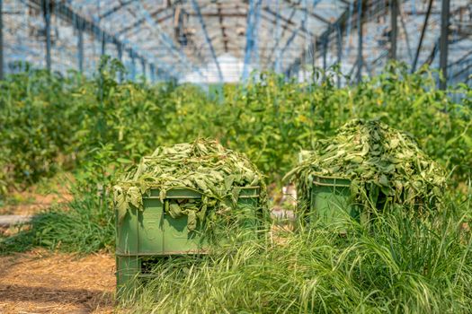 weeds and grass in a crate in a greenhouse after cleaning.